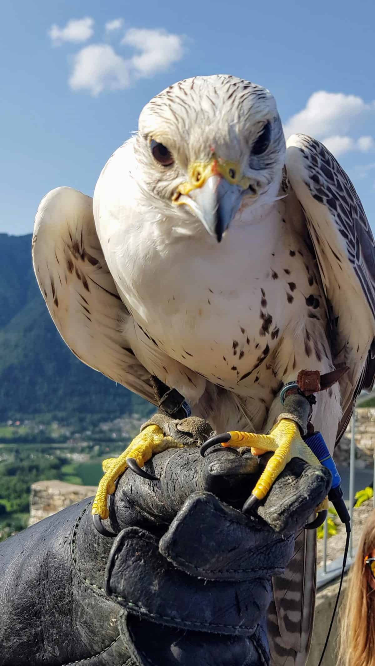 Falke bei Greifvogelschau auf Burg Landskron bei Villach in Kärnten