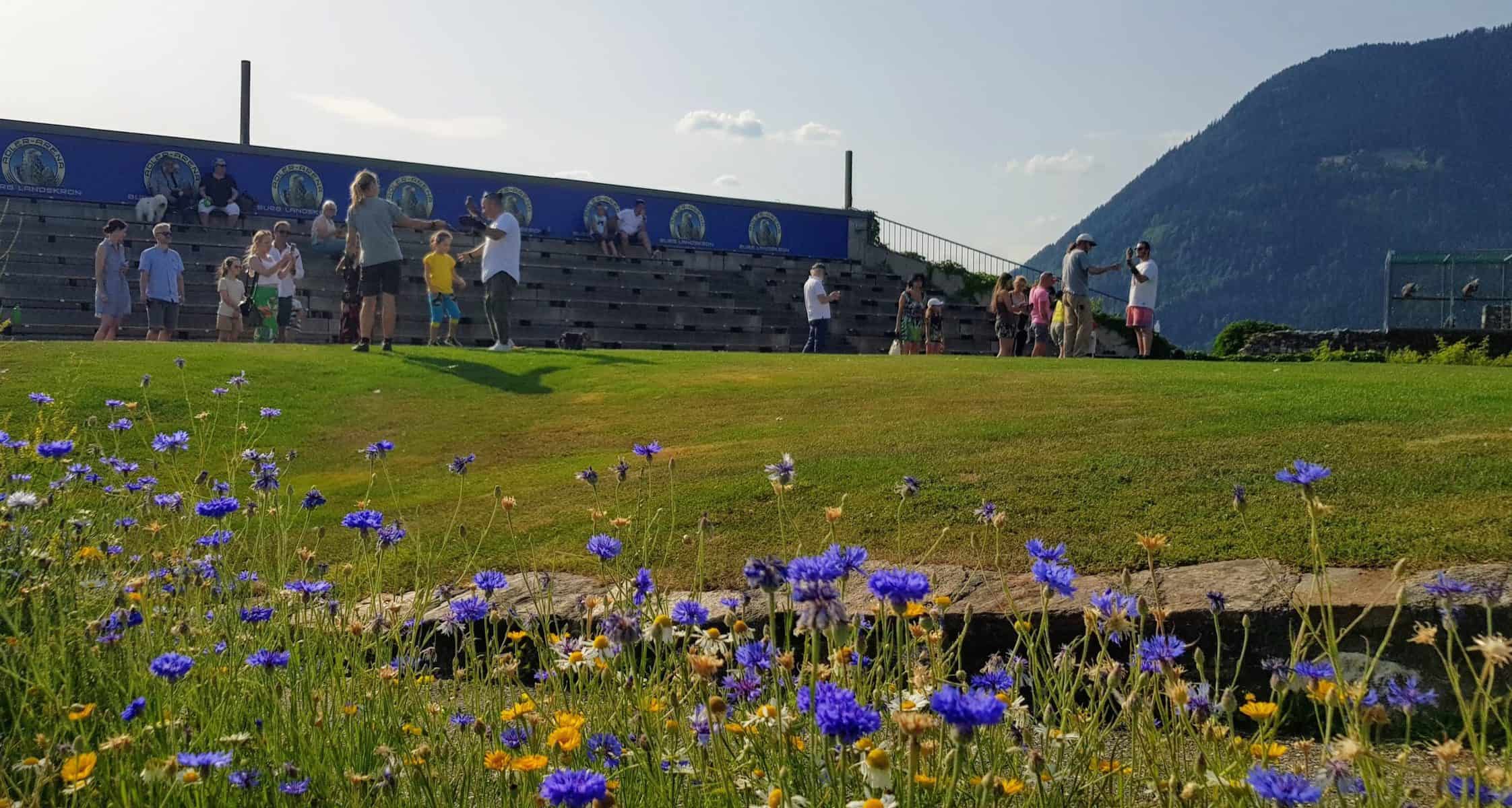 Adlerarena Burg Landskron im Sommer nach der Greifvogelschau