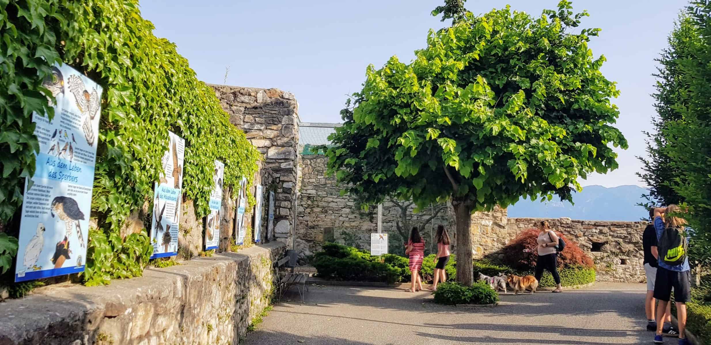 Greifvogelpark & Zoo Adlerarena Burg Landskron im Sommer