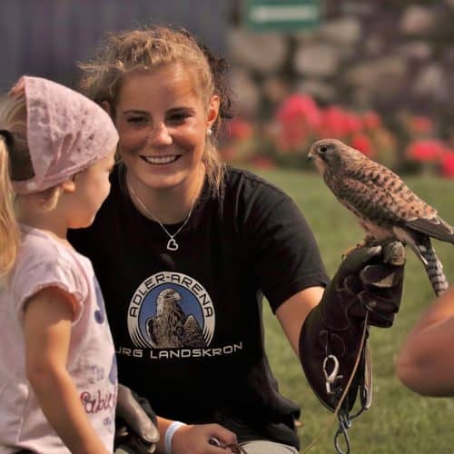 Kind mit Falke nach Adlershow in Landskron auf Adlerarena Burg Landskron - familienfreundliches Ausflugsziel in Kärnten