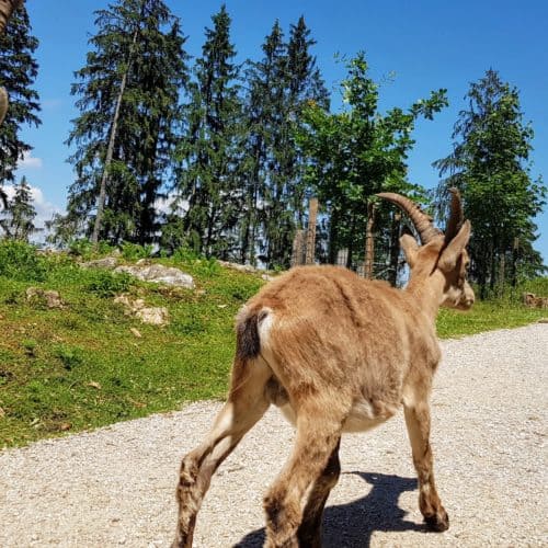 Kinder und Steinböcke im Tierpark Rosegg - TOP Sehenswürdigkeit für Familien Nähe Wörthersee in Kärnten