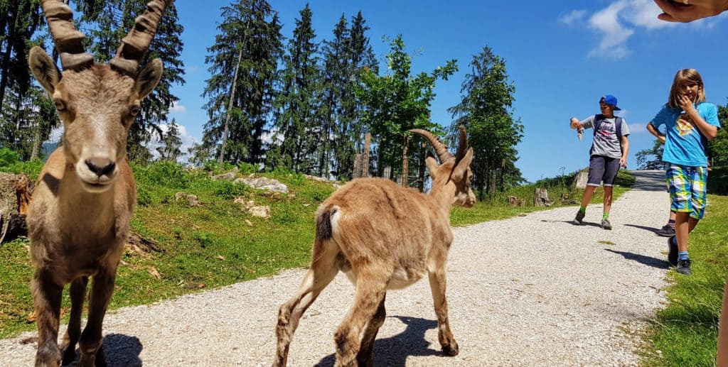 Tierpark Kärnten Kinder Ausflüge Rosegg Steinböcke