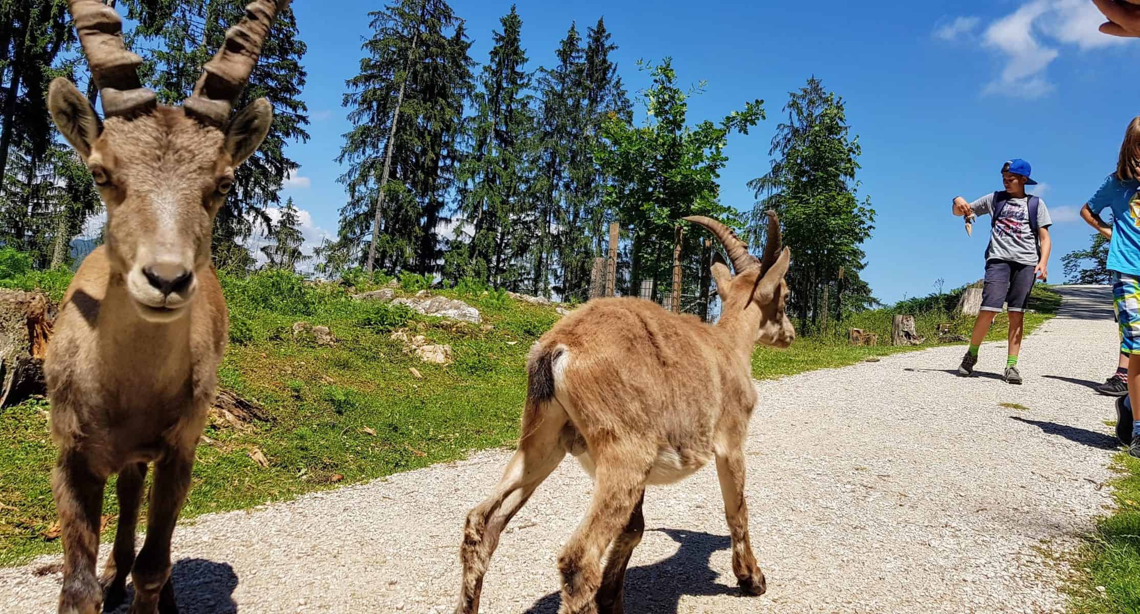 Kinder und Steinböcke im Tierpark Rosegg - TOP Sehenswürdigkeit für Familien Nähe Wörthersee in Kärnten