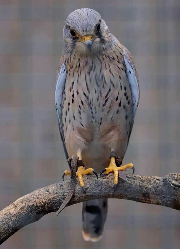 Turmfalke in der Adlerarena Burg Landskron - Sehenswürdigkeit in Kärnten