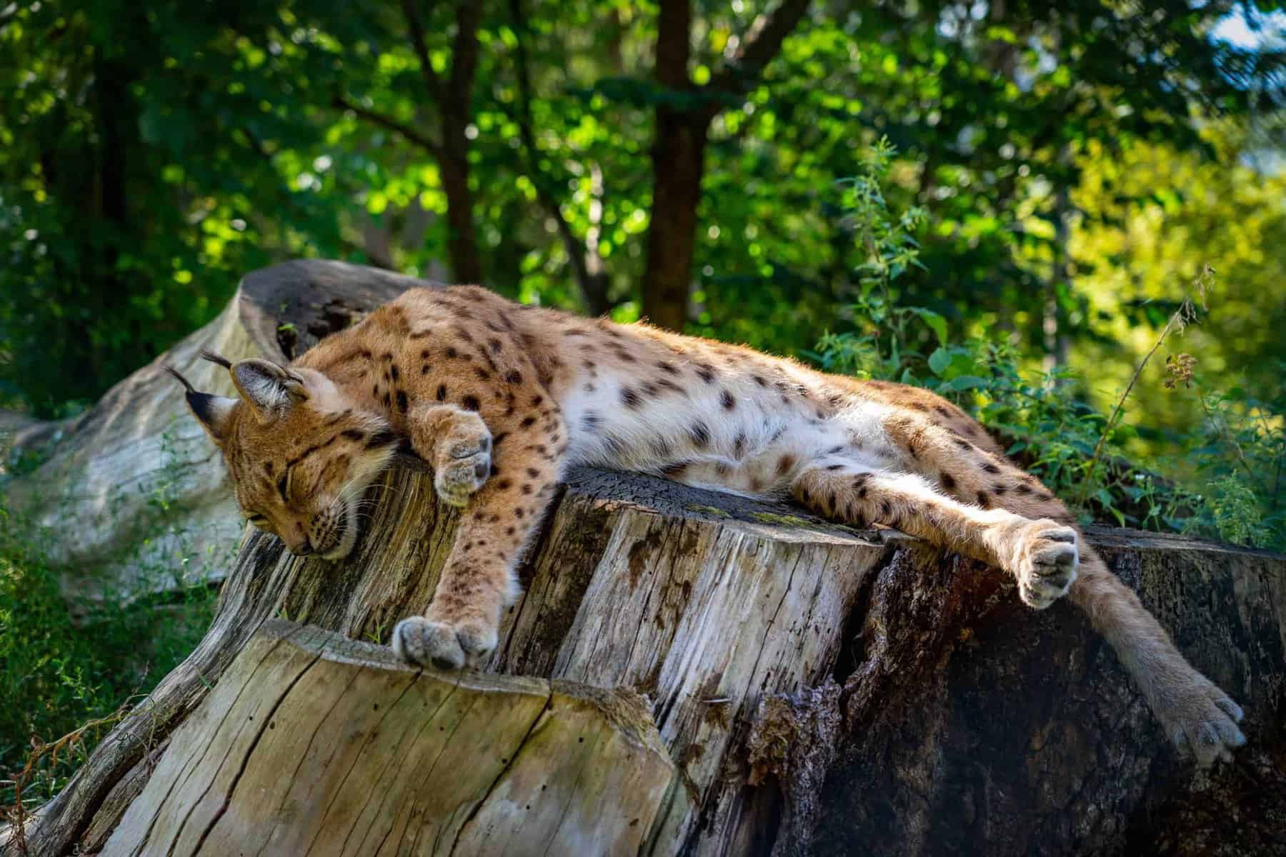 Tierpark Rosegg Kärnten - Luchs im Tierparkgehege