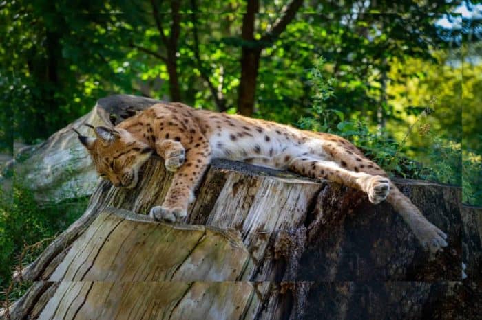 Täglich geöffnet: Tierpark Rosegg Nähe Velden am Wörthersee