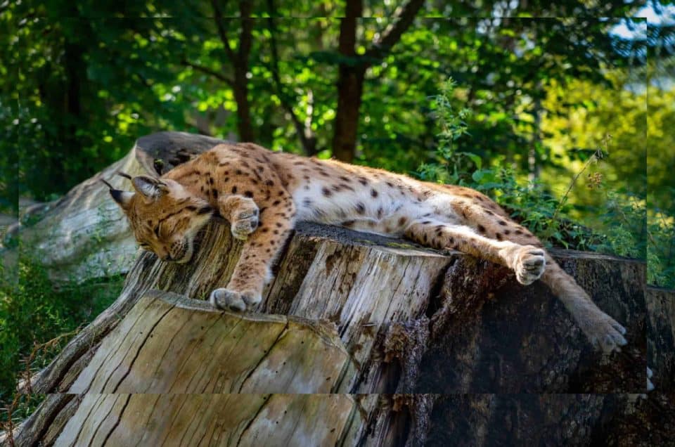 Luchs im Tierpark Kärnten Rosegg Saisonstart