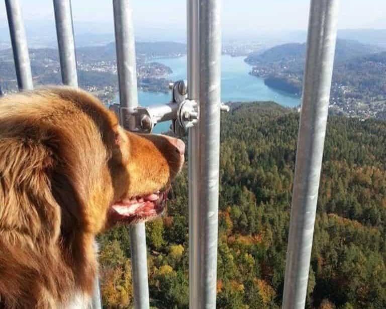 Mit Hund am Pyramidenkogel