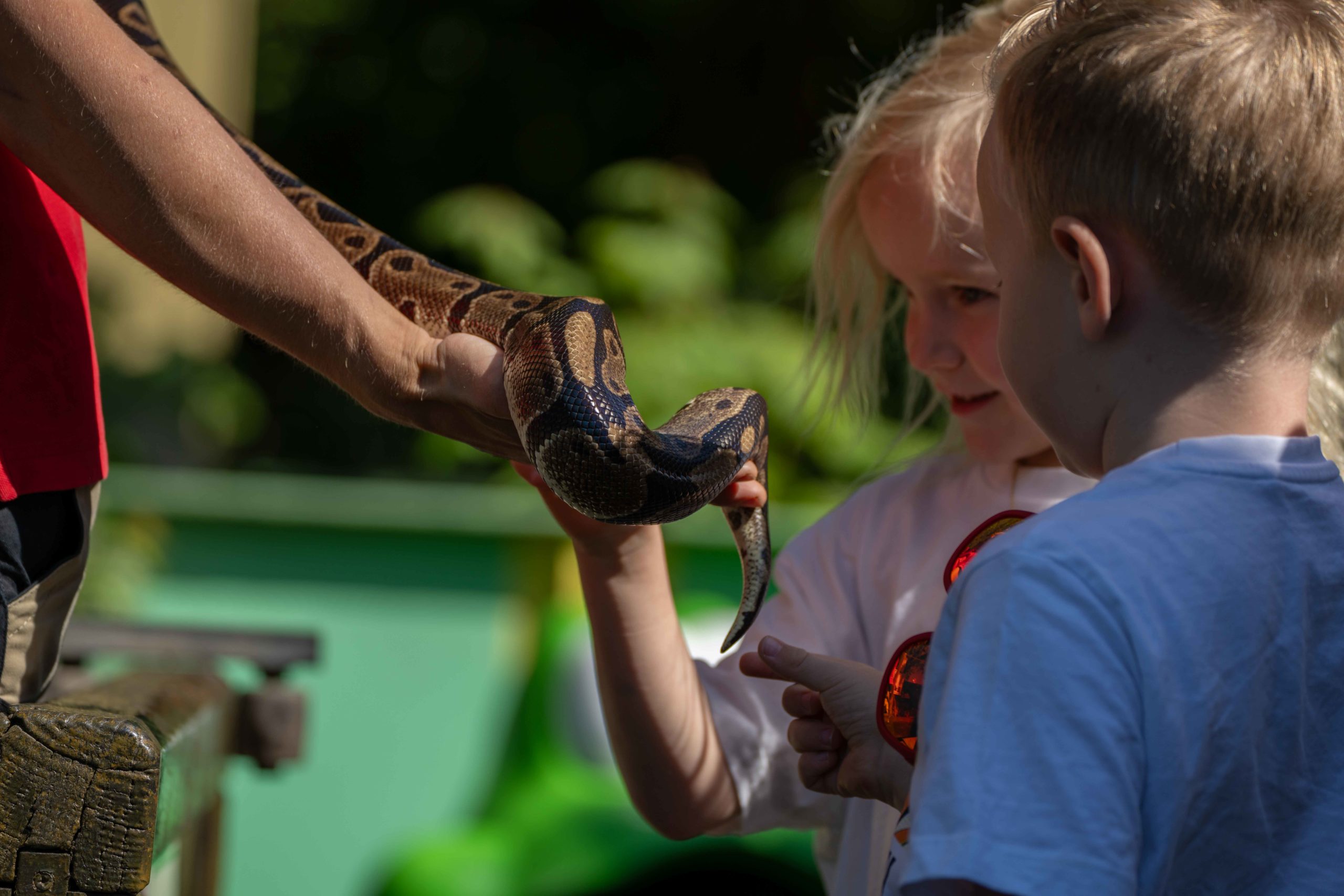 Schlangenvorführungen bei jedem Wetter - täglich im Reptilienzoo Happ
