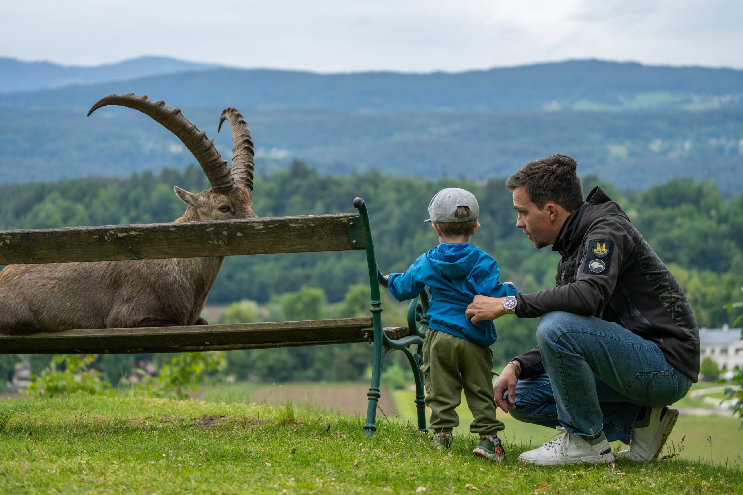 Steinbock & Besucher:innen im Tierpark Rosegg in Kärnten - Nähe Velden am Wörthersee